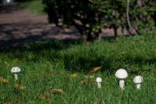 image of amanita #22