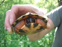 image of terrapin