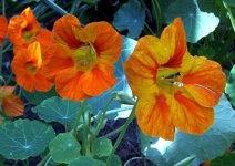 image of flower