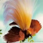 image of bird