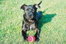 image of animal