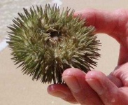 image of sea_urchin