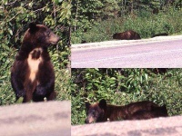 image of brown_bear