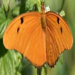 image of animal