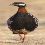 image of black_francolin #25