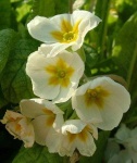 image of flower