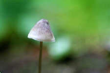 image of mushroom