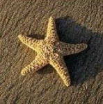 image of starfish