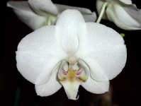 image of moon_orchid #8