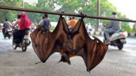 image of animal