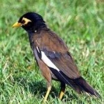 image of bird
