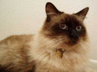 image of siamese #30