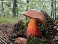 image of mushrooms