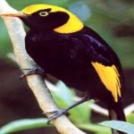 image of regent_bowerbird #3