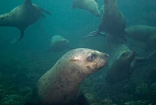 image of sea_lion