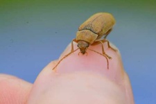 image of weevil