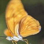 image of animal