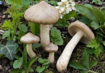 image of mushrooms