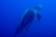image of loggerhead