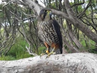 image of falcon