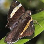 image of banded_butterfly #174