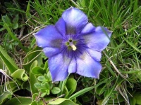 image of flower