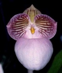 image of hard_leaved_pocket_orchid #27