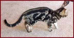 image of animal