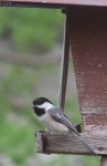 image of chickadee