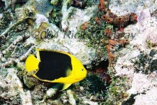 image of rock_beauty