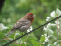 image of house_finch #5