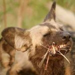 image of african_wild_dog #21