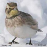 image of horned_lark