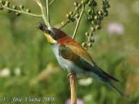 image of bee_eater #23