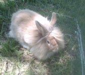 image of animal