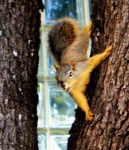 image of fox_squirrel