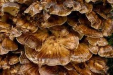 image of hen_of_the_woods