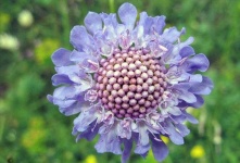 image of flower
