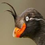 image of bird