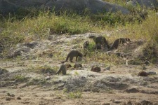 image of mongoose #13
