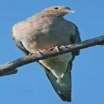 image of bird