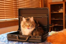 image of animal