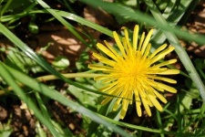 image of flower