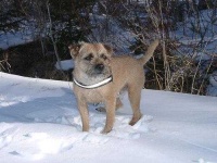 image of border_terrier