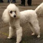 image of poodle #24