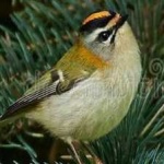 image of bird