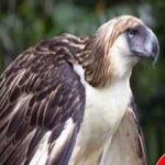 image of bird