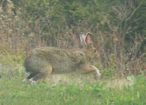 image of hare