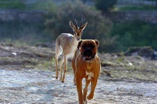 image of gazelle