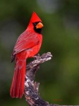 image of cardinal